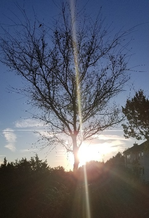 Tree and sunlight