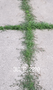 Weed Cross